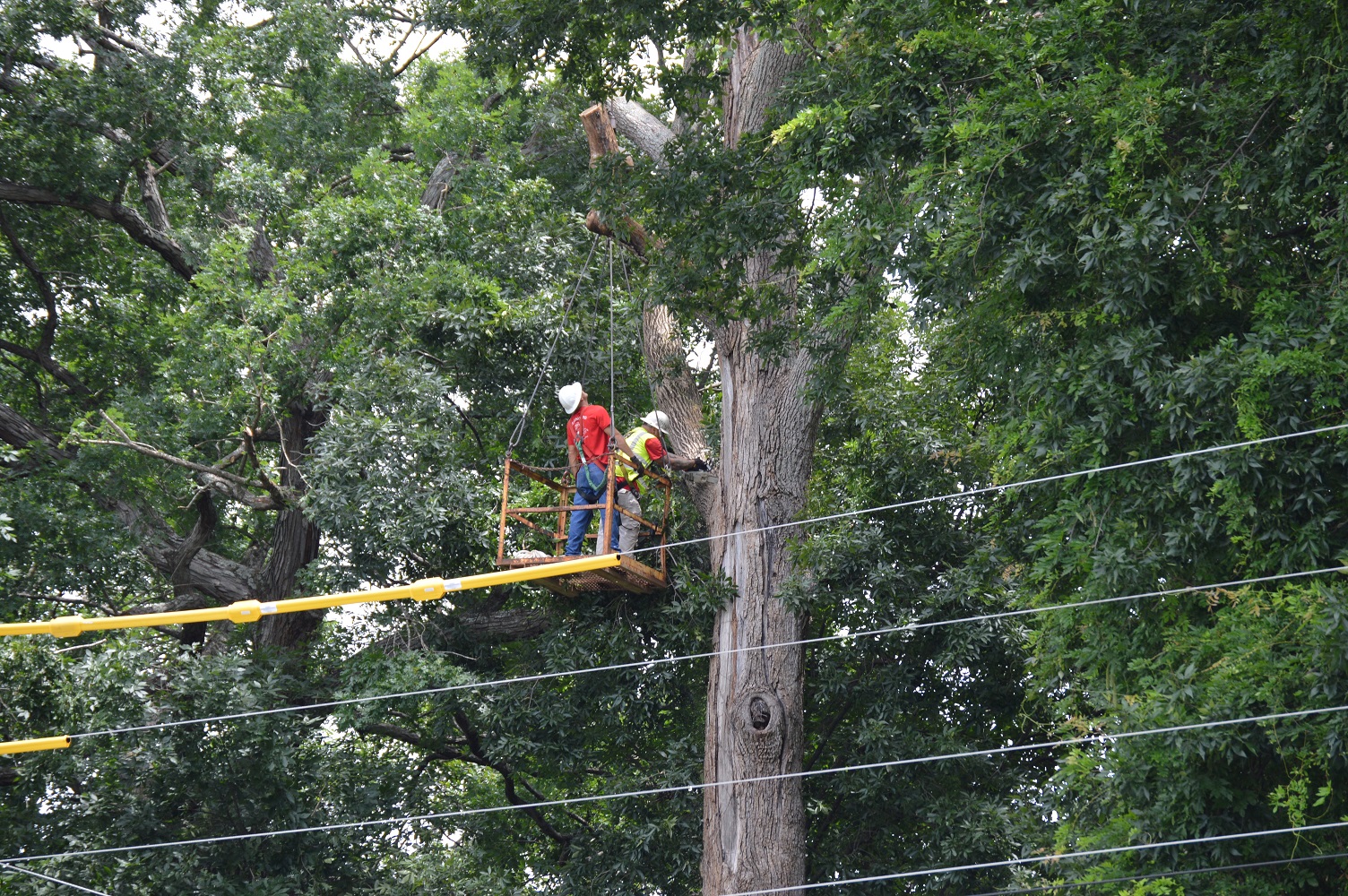 worker trimming tree