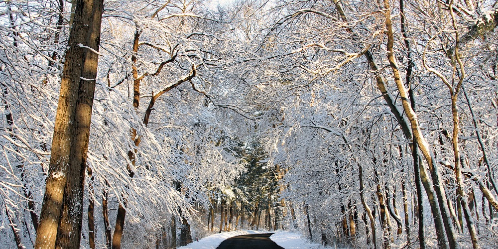 Winter road through the woods