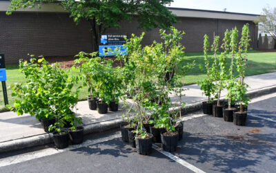 THE NEW Spring 2026 Tree Giveaway