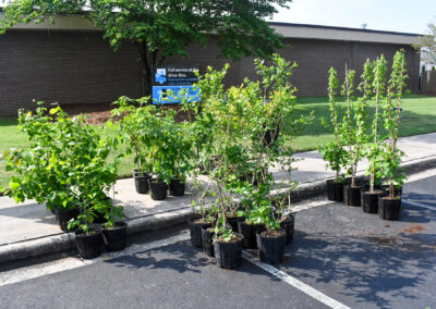 THE NEW Spring 2026 Tree Giveaway